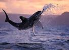 Great White Shark Pics : Discovery Channel
