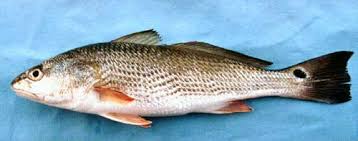 Image result for Sciaenops ocellatus