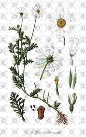 Attēlu rezultāti vaicājumam “Antennaria dioica fruit”