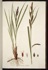 Attēlu rezultāti vaicājumam “Carex riparia”