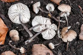 Attēlu rezultāti vaicājumam “Didymium nigripes stalked”