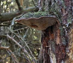 Attēlu rezultāti vaicājumam “Phellinus pini”