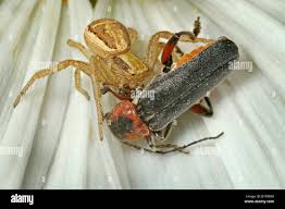 Attēlu rezultāti vaicājumam “Cantharis fusca”