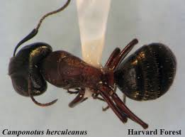 Attēlu rezultāti vaicājumam “Camponotus herculeanus”