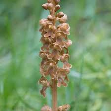 Attēlu rezultāti vaicājumam “Neottia nidus-avis bud”