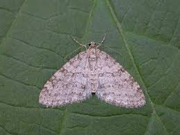 Attēlu rezultāti vaicājumam “Trichopteryx carpinata”