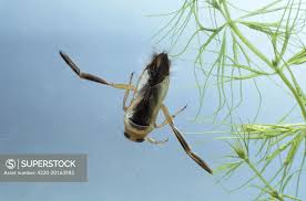 Attēlu rezultāti vaicājumam “Notonecta glauca”