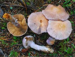 Attēlu rezultāti vaicājumam “Cortinarius traganus”