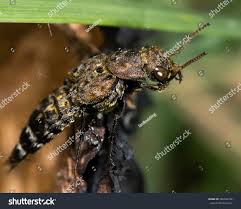 Attēlu rezultāti vaicājumam “Ontholestes murinus”