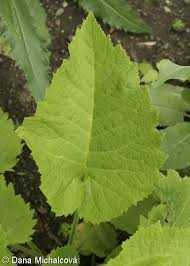 Attēlu rezultāti vaicājumam “Telekia speciosa leaf”