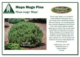 Attēlu rezultāti vaicājumam “Pinus mugo”