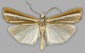 Attēlu rezultāti vaicājumam “Catoptria fulgidella”