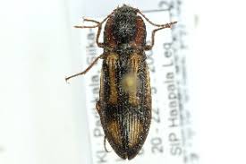 Attēlu rezultāti vaicājumam “Selatosomus cruciatus”