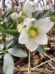 Image result for Christrose