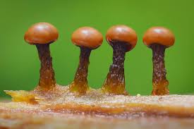 Attēlu rezultāti vaicājumam “Diderma tigrinum macro”