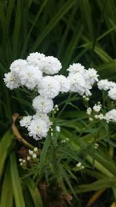 Image result for Achillea Ptarmica