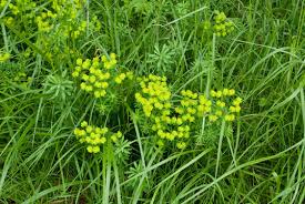 Image result for Wolfsmilch