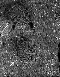 Attēlu rezultāti vaicājumam “Parmelia submontana”