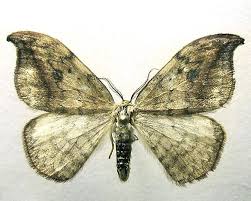 Attēlu rezultāti vaicājumam “Drepana falcataria”