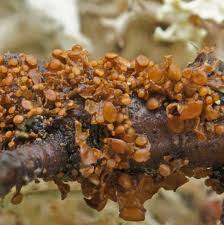 Attēlu rezultāti vaicājumam “Cetraria sepincola”