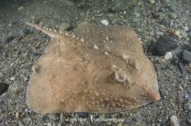 Image result for Amblyraja radiata