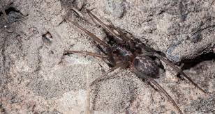 Attēlu rezultāti vaicājumam “Miturgidae”