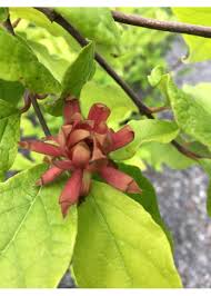 Attēlu rezultāti vaicājumam “Calycanthus floridus”