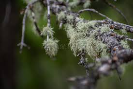 Attēlu rezultāti vaicājumam “Usnea filipendula”