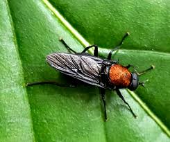 Attēlu rezultāti vaicājumam “Clitellaria ephippium”