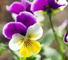 Attēlu rezultāti vaicājumam “Viola epipsila flower”