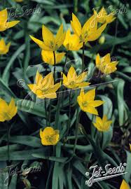 Attēlu rezultāti vaicājumam “Tulipa sylvestris”