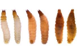 Attēlu rezultāti vaicājumam “Gynaephora selenitica larva”