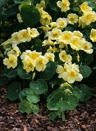 Image result for Tropaeolum majus