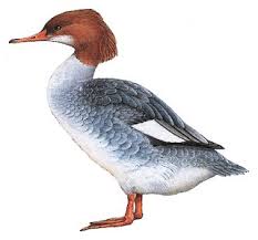 Attēlu rezultāti vaicājumam “Mergus merganser”