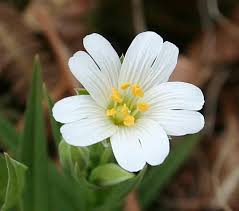 Attēlu rezultāti vaicājumam “Stellaria holostea flower”