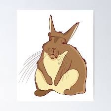 Image result for viscacha