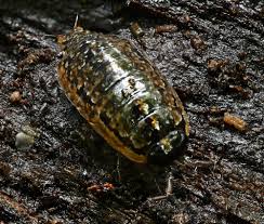 Attēlu rezultāti vaicājumam “Ligidium hypnorum”