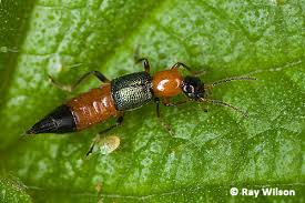 Attēlu rezultāti vaicājumam “Staphylinidae”