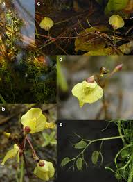 Attēlu rezultāti vaicājumam “Utricularia intermedia bud”