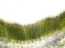 Attēlu rezultāti vaicājumam “Polytrichastrum pallidisetum macro”