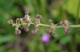 Attēlu rezultāti vaicājumam “Galium aparine”