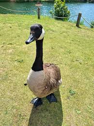 Attēlu rezultāti vaicājumam “Branta canadensis”