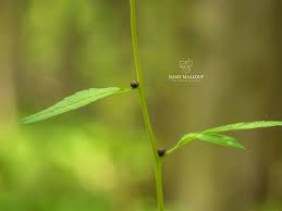 Attēlu rezultāti vaicājumam “Cardamine bulbifera leaf”