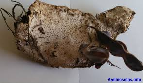 Attēlu rezultāti vaicājumam “Dichomitus campestris”