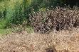 Herbicide - Wikipedia, the free encyclopedia