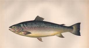 Image result for Salmo trutta