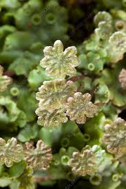 Attēlu rezultāti vaicājumam “Marchantia polymorpha”
