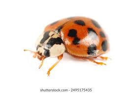 Attēlu rezultāti vaicājumam “Coccinellidae”
