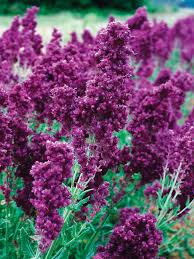 Attēlu rezultāti vaicājumam “Salvia nemorosa”