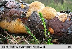 Attēlu rezultāti vaicājumam “Diplomitoporus flavescens”